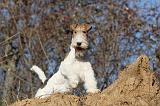 FOX TERRIER 408